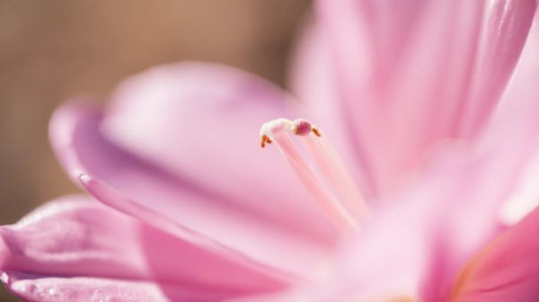 Découvrez les senteurs envoûtantes de fleur du désert de Louis Vuitton